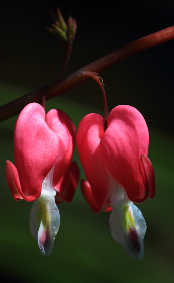 два разбитых сердца