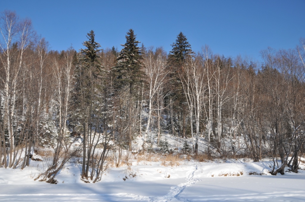 Берег р. Чиппали