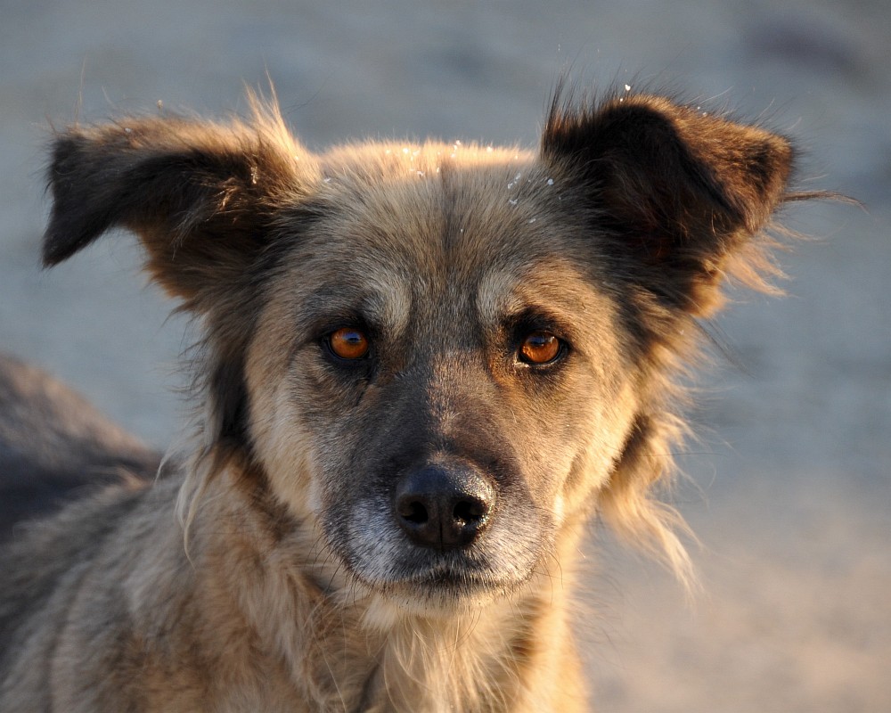 Нос, ухи, глаза!