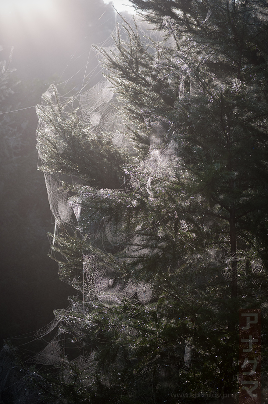 много не мало