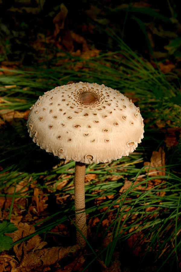 Гриб зонтик