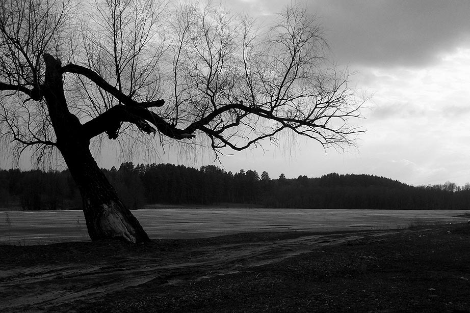 Мертвое дерево и ветер