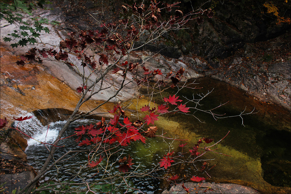 Ветви клёна