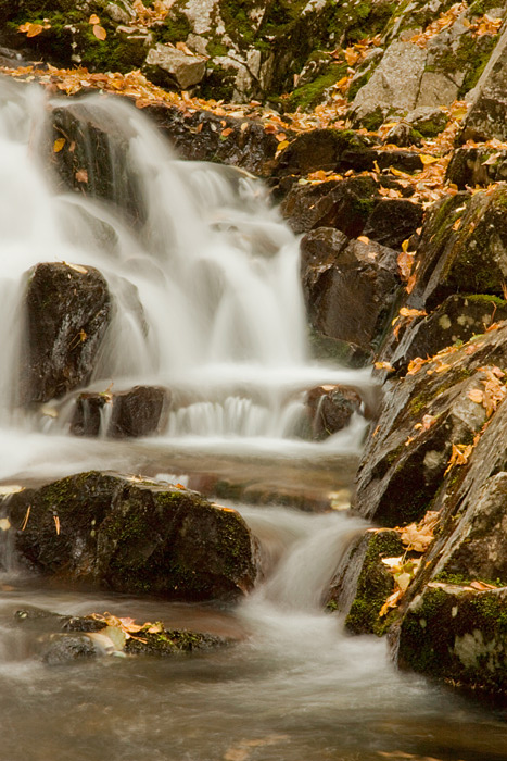 Шумная осень