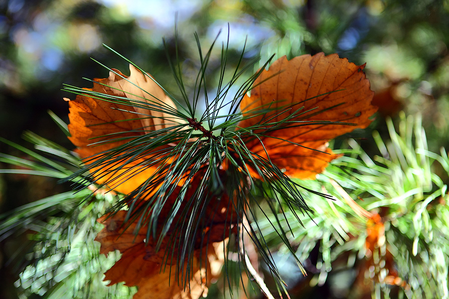 Нерукотворный натюрморт осени