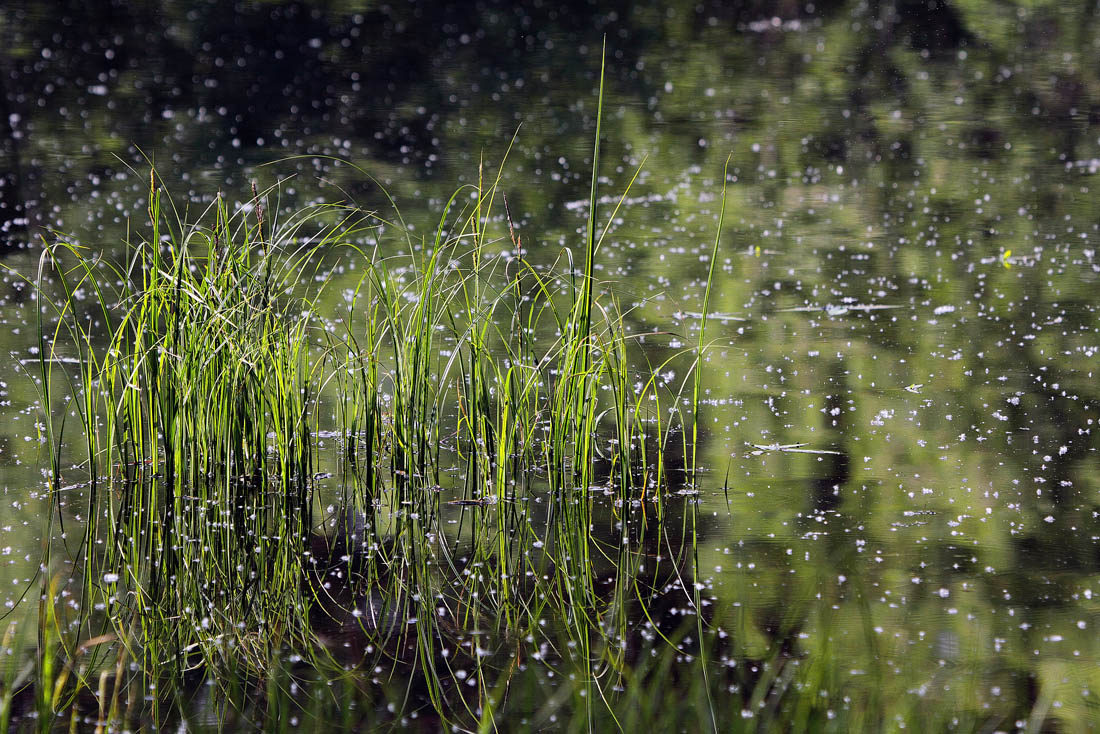 Травинушки
