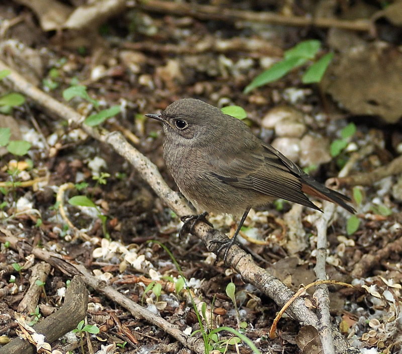 Очень нежная и мягкая....