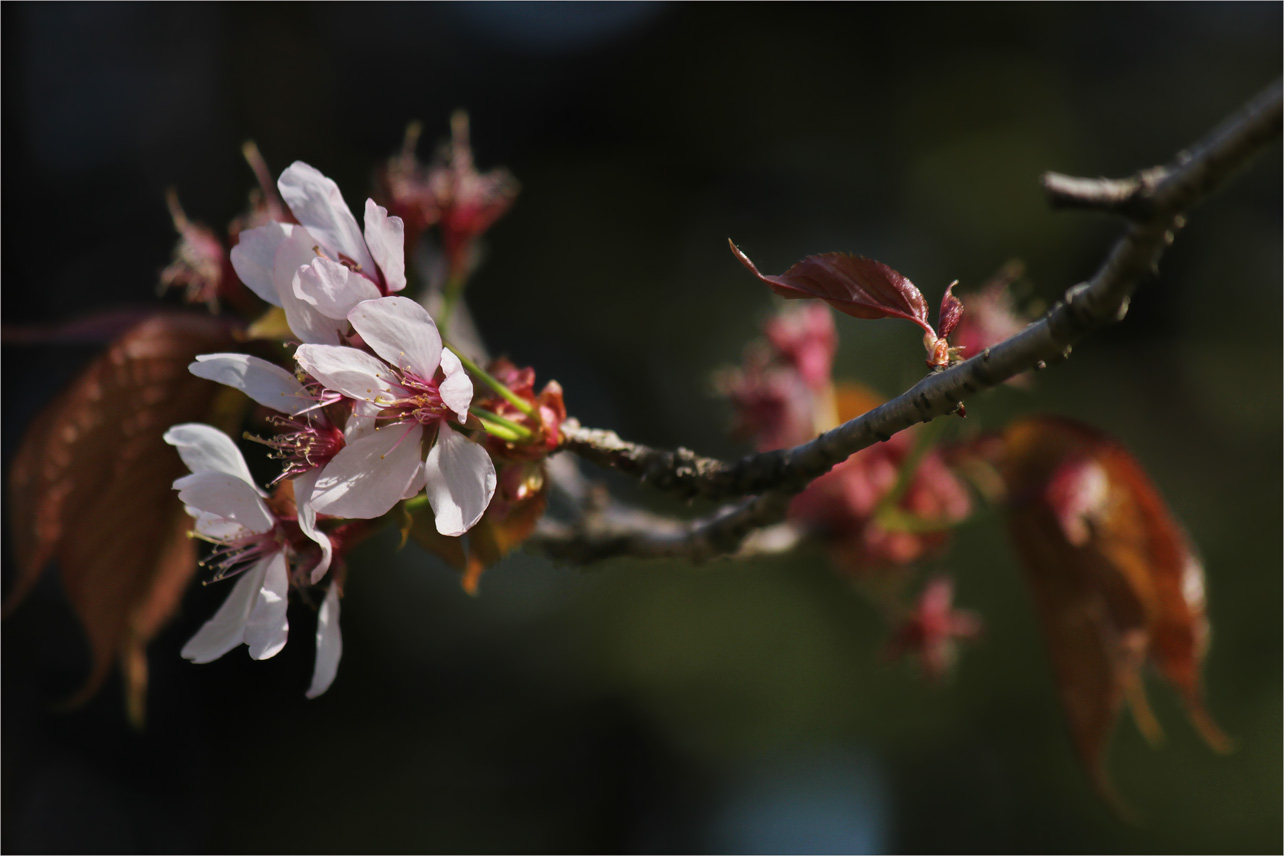 Сакура отцветает