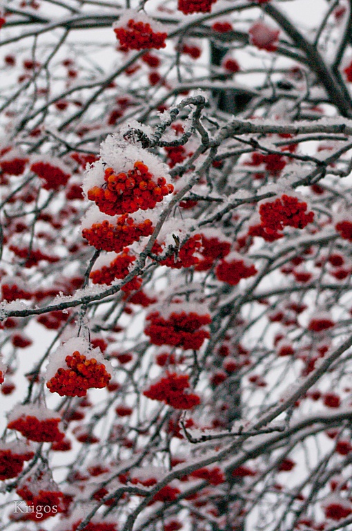 грозди рябины