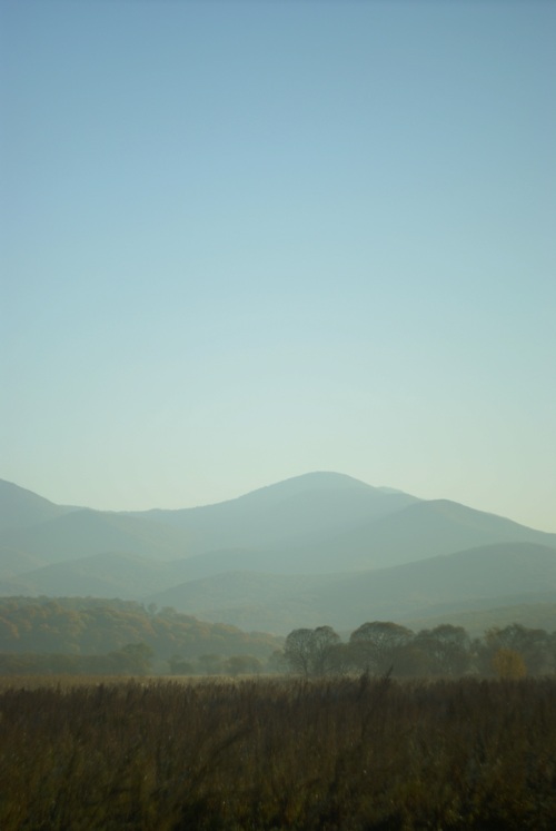 Пастушье стадо