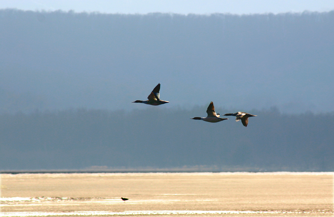 Над розовым льдом