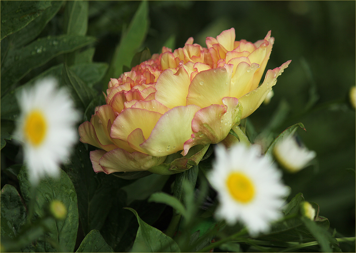 Пион японский