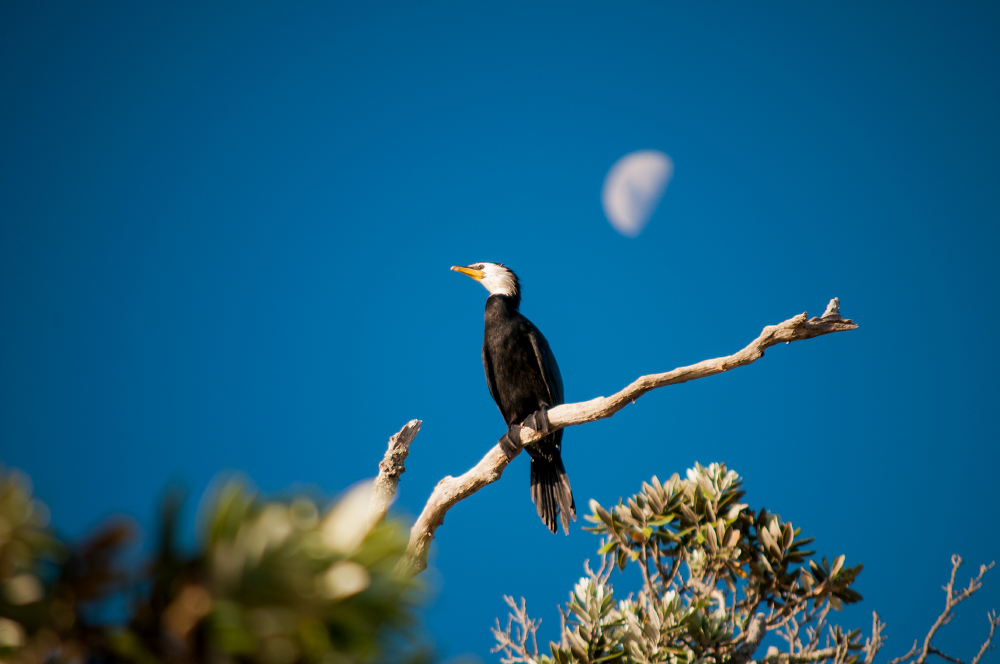 баклан одинокий обыкновенный