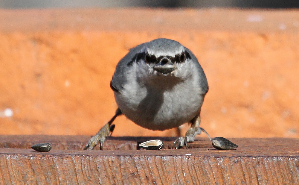 Голодный колобок