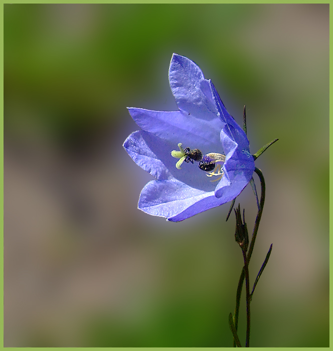 Семейные заботы