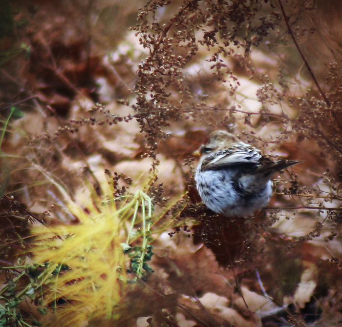 Художник - осень