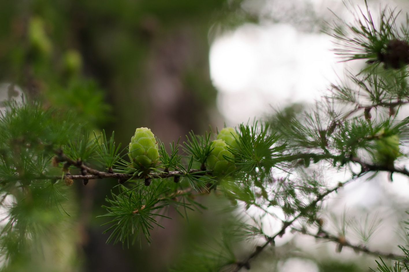 листвяк зеленый