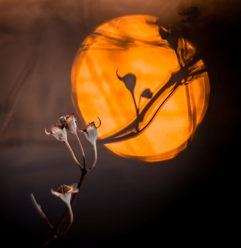 Король оранжевое лето...