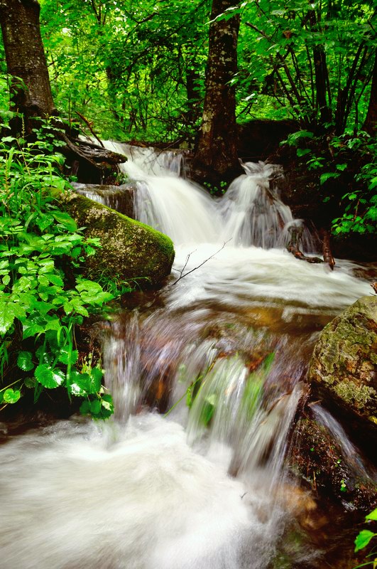 серия "красоты тайги"
