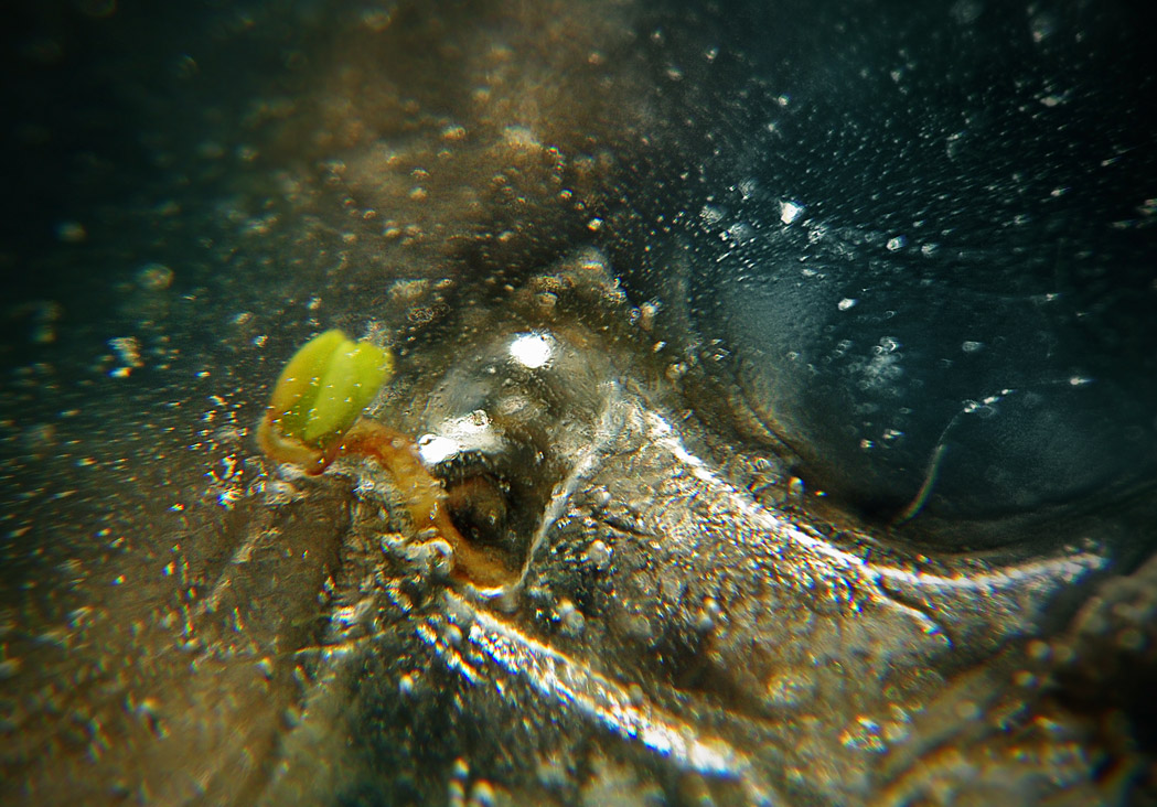 Противостояние