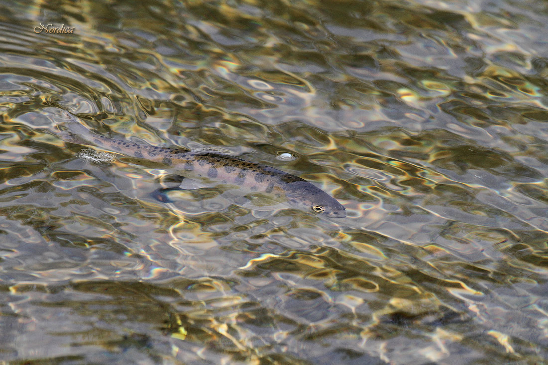 Зачем пеструшке пятна