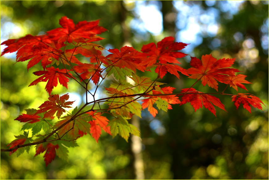 Осенняя палитра