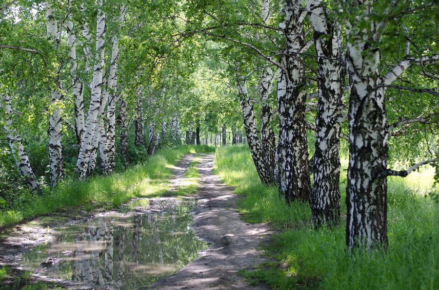 аллея мечты