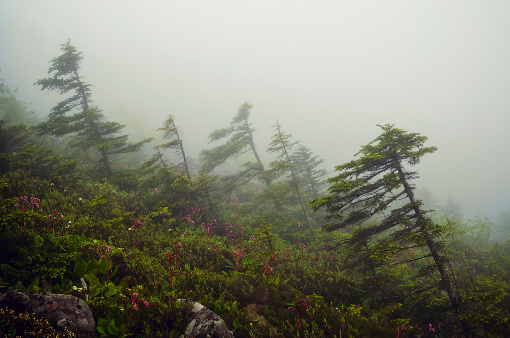 И гнутся сосны под напором ветра...