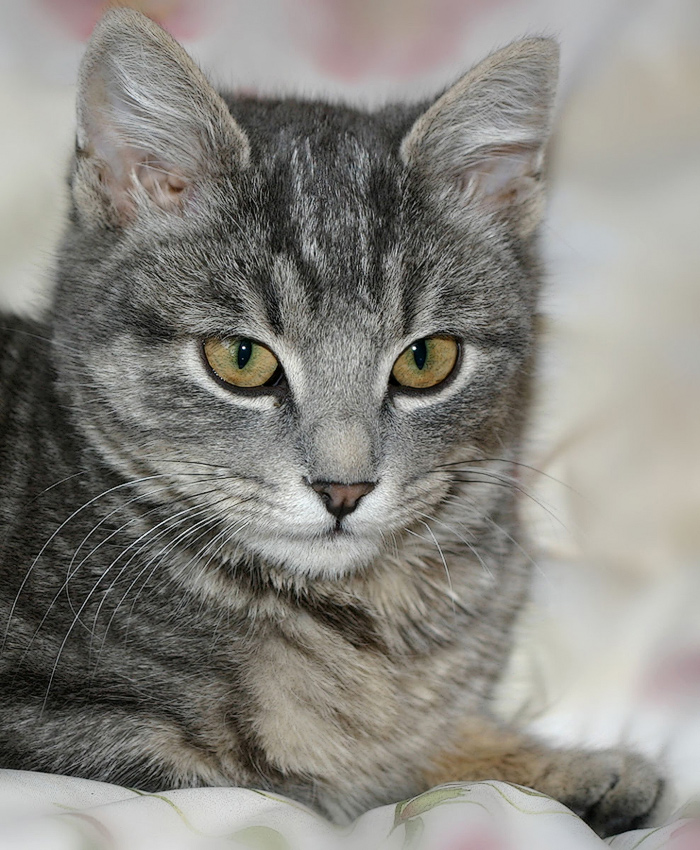 Портрет серой кошечки