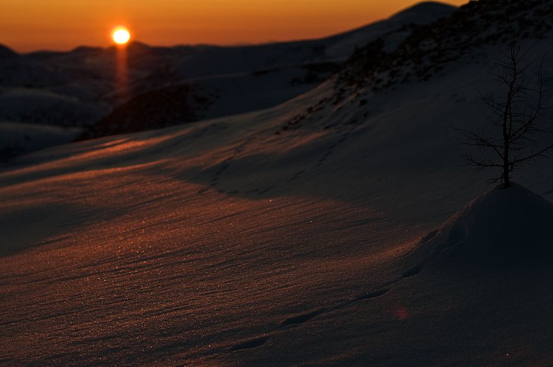 о лисичьих тропах...