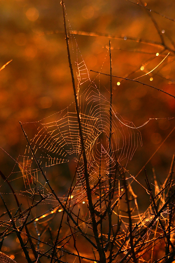 Оранжевое утро