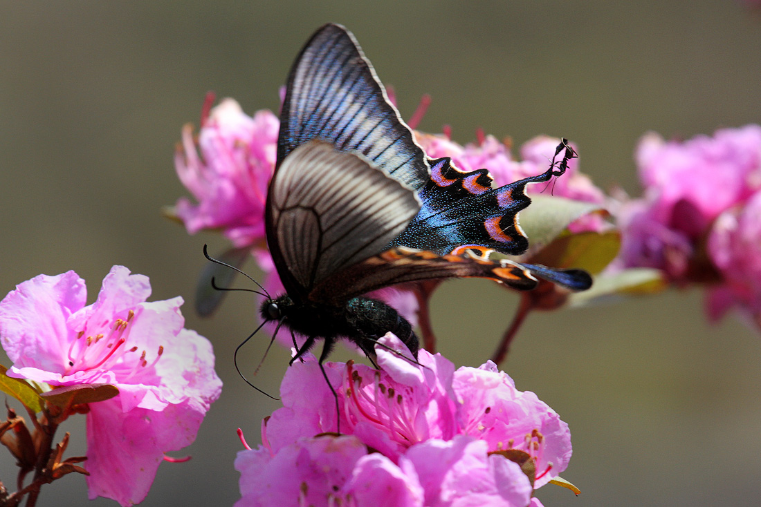 Начнём с хвостика