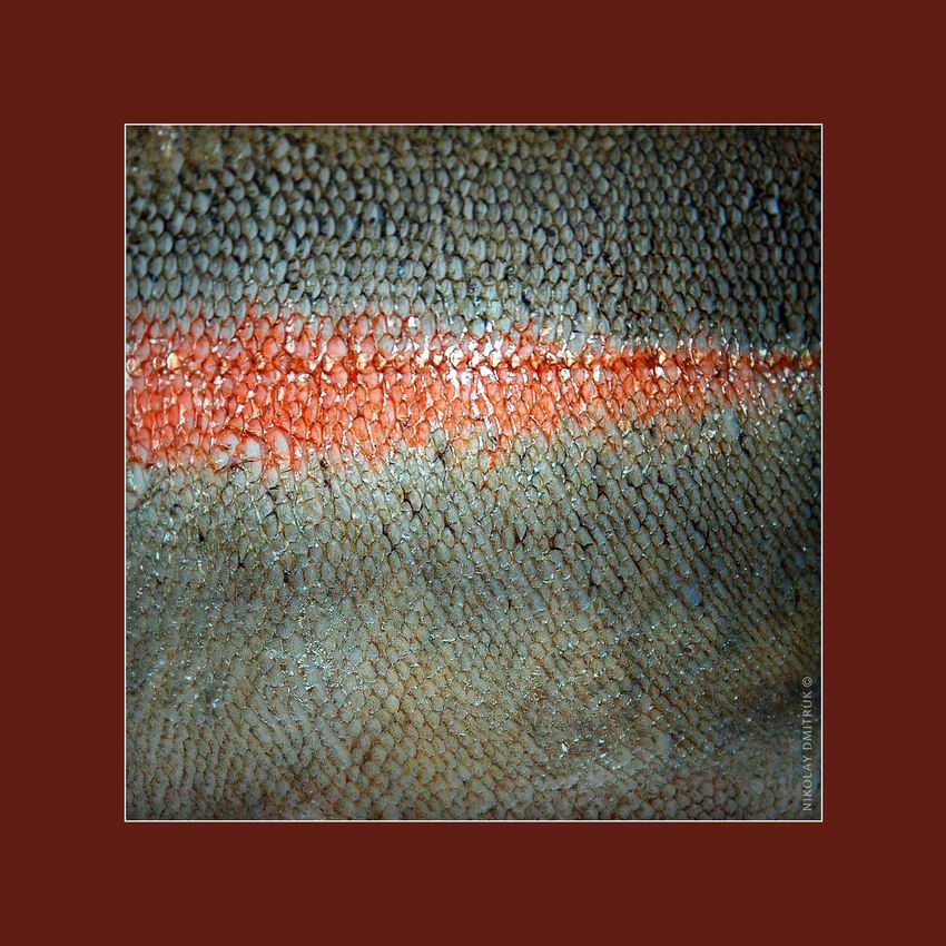 лосось 1. Finland. Rahula