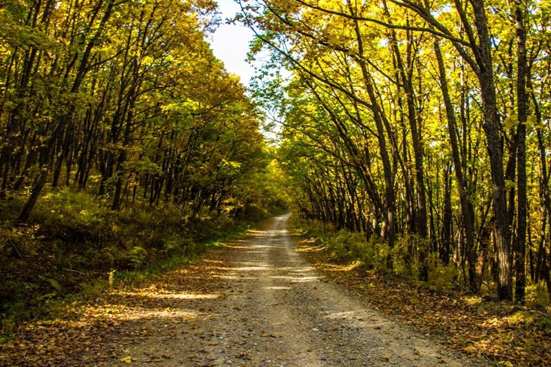 дорога в осень....