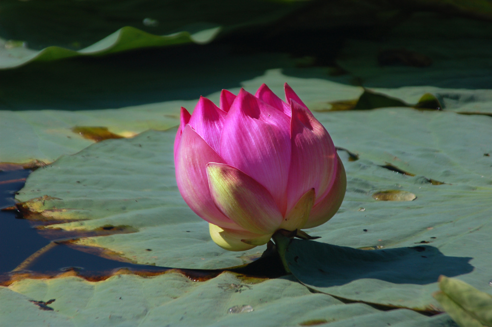 один день из жизни Nelumbo komarovii (1)