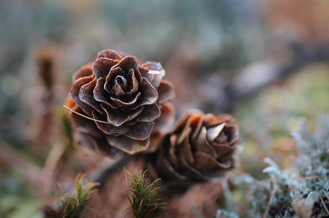 Краски бесснежной зимы