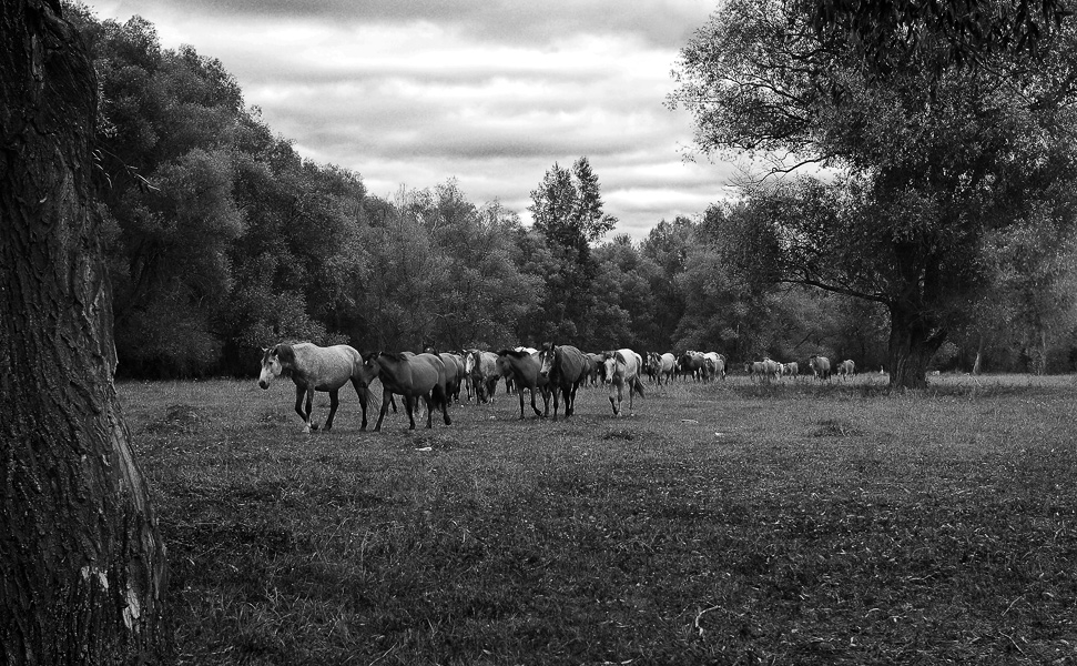 Лошади на выпасах