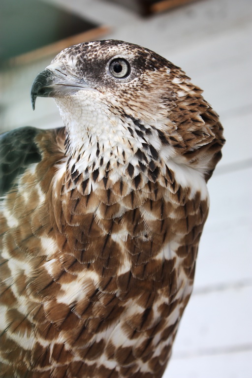 Зоркий глаз