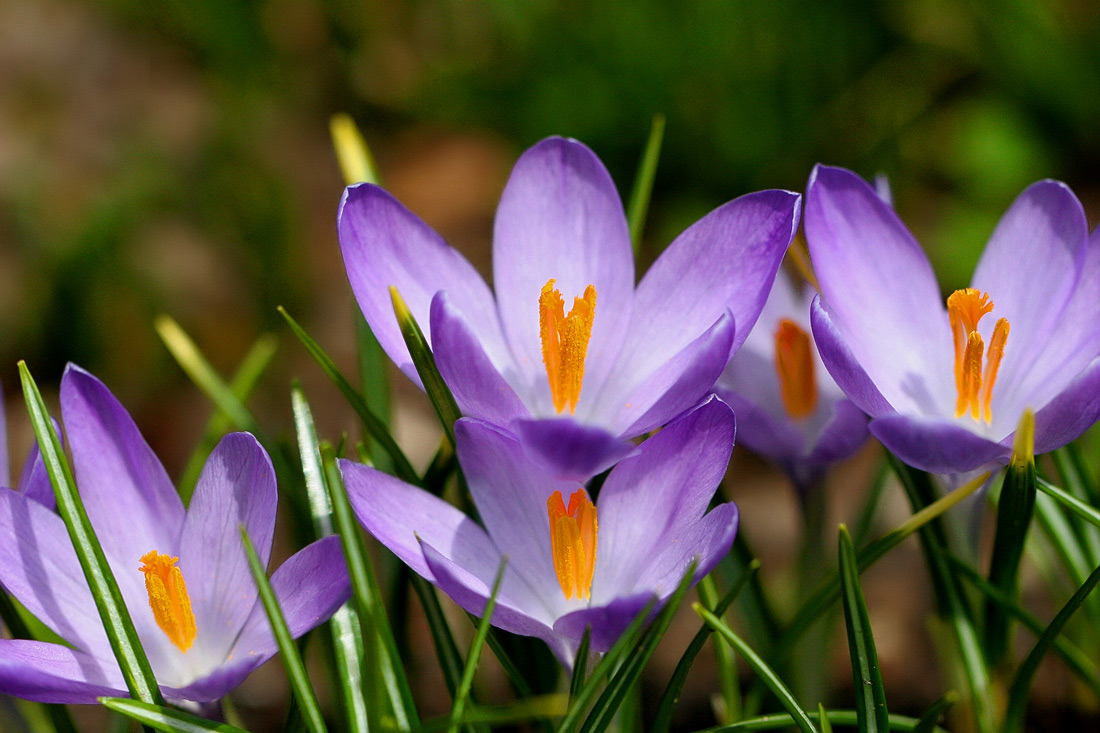 Время шафранов