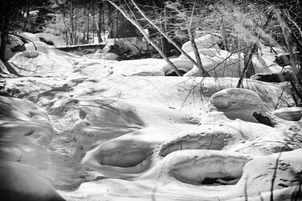 весна в лесу