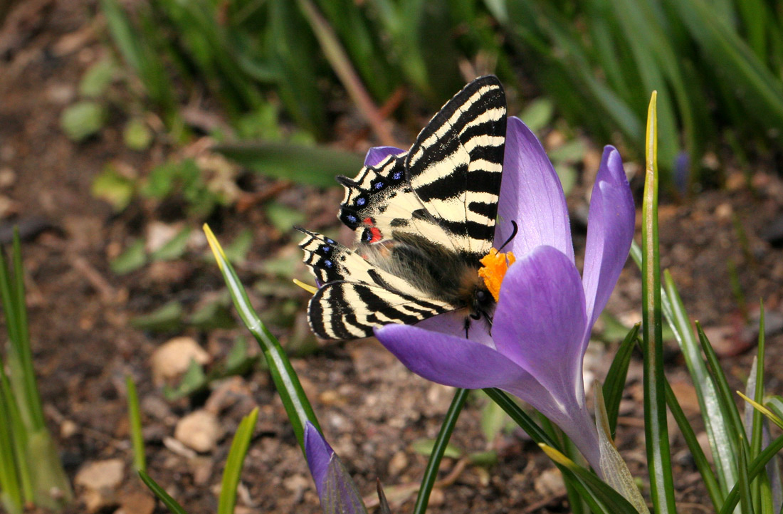 В крокус с головою