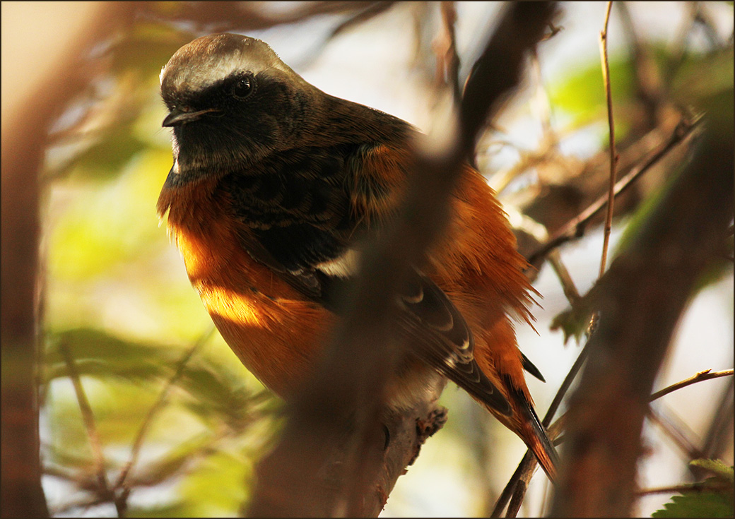 Cпрятался и наблюдает за мной