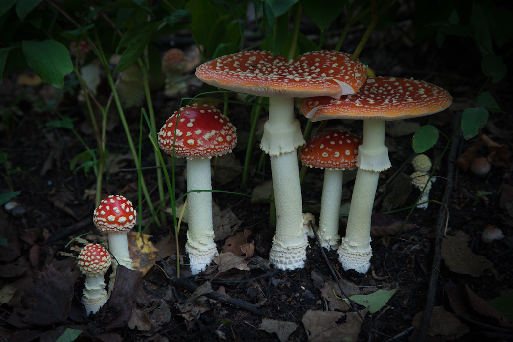 семья аборигенов