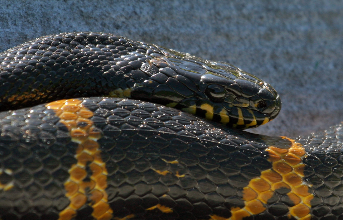 Портрет домашнего змея