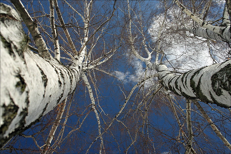 Берёзовое небо...