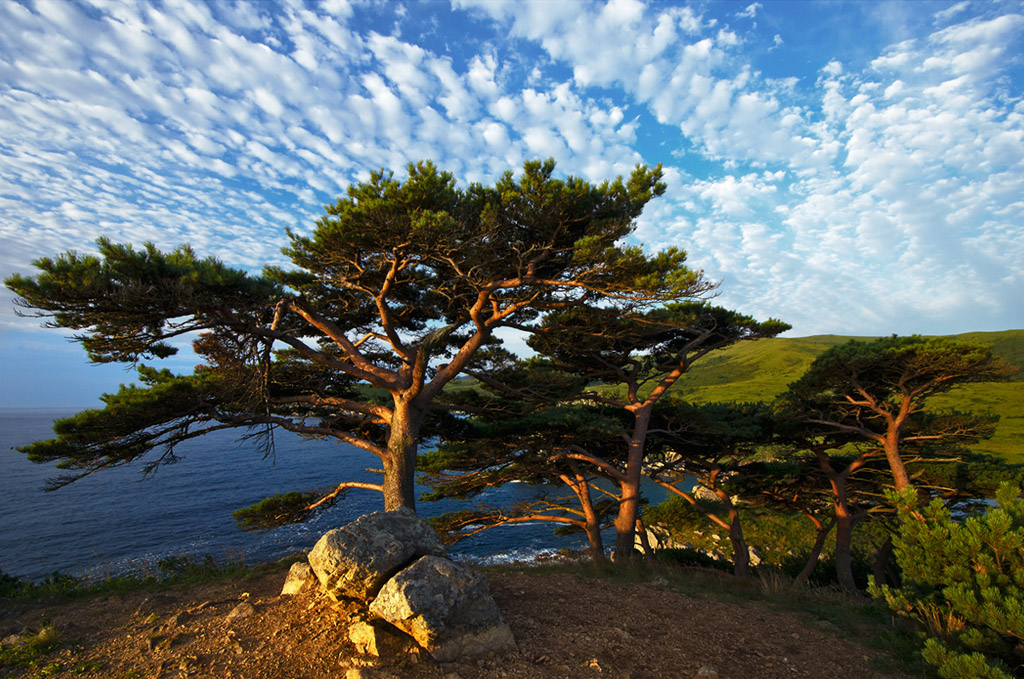 "Сосны на морском берегу"