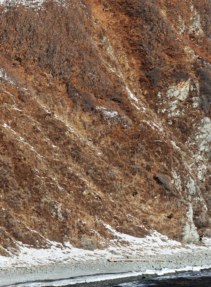 Найди оленя :)