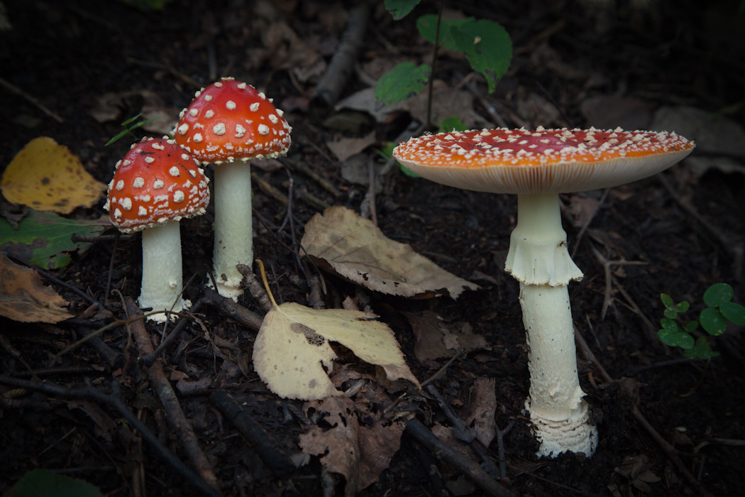 воспитательный процесс