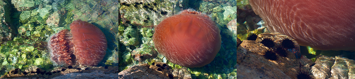 медуза Горгона