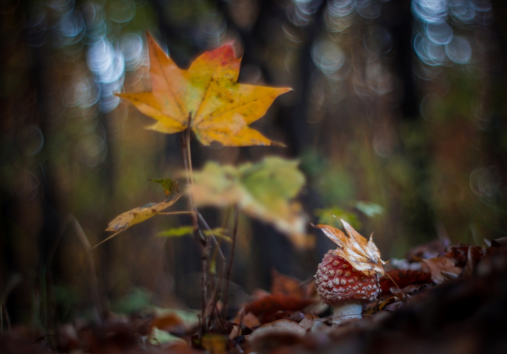 На ковре из желтых листьев в платьице простом...